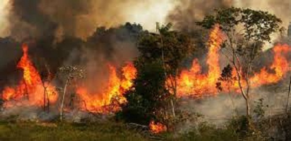 طائرات حربية تسقط مياها على الأمازون مع بدء الجيش البرازيلي مكافحة حرائق الغابات